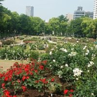 靱公園バラ祭2017年でのバラ園の風景（大阪市西区）